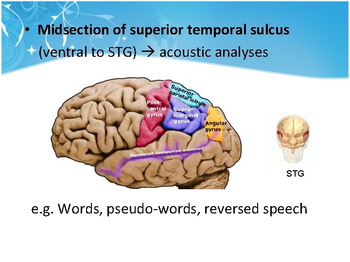 • Midsection of superior temporal sulcus (ventral to STG) acoustic analyses STG e. • Midsection of superior temporal sulcus (ventral to STG) acoustic analyses STG e.
