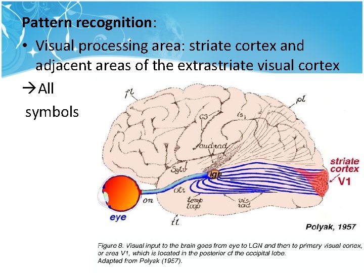 Pattern recognition: • Visual processing area: striate cortex and adjacent areas of the extrastriate Pattern recognition: • Visual processing area: striate cortex and adjacent areas of the extrastriate