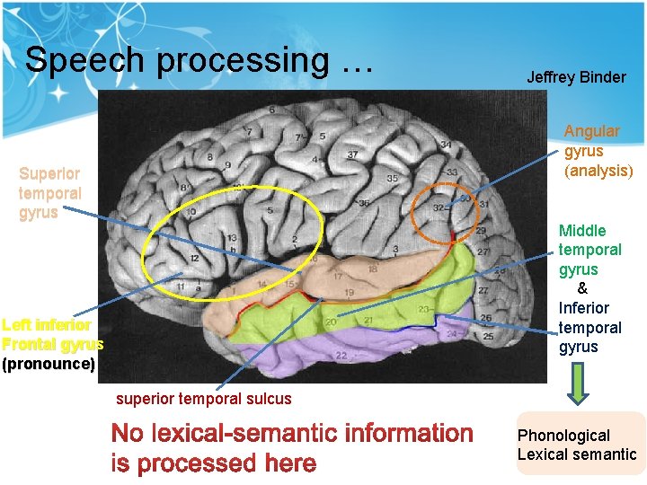 Speech processing … Jeffrey Binder Angular gyrus (analysis) Superior temporal gyrus Middle temporal gyrus Speech processing … Jeffrey Binder Angular gyrus (analysis) Superior temporal gyrus Middle temporal gyrus