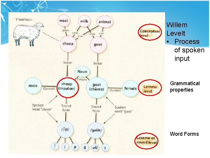 Willem Levelt • Process of spoken input Grammatical properties Word Forms Willem Levelt • Process of spoken input Grammatical properties Word Forms