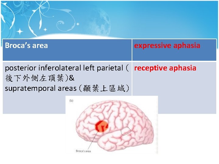 Broca’s area expressive aphasia posterior inferolateral left parietal ( receptive aphasia 後下外側左頂葉)& supratemporal areas Broca’s area expressive aphasia posterior inferolateral left parietal ( receptive aphasia 後下外側左頂葉)& supratemporal areas