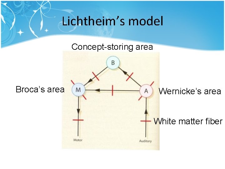 Lichtheim’s model Concept-storing area Broca’s area Wernicke’s area White matter fiber Lichtheim’s model Concept-storing area Broca’s area Wernicke’s area White matter fiber