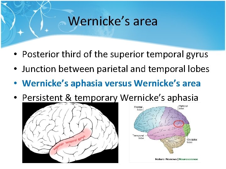 Wernicke’s area • • Posterior third of the superior temporal gyrus Junction between parietal Wernicke’s area • • Posterior third of the superior temporal gyrus Junction between parietal