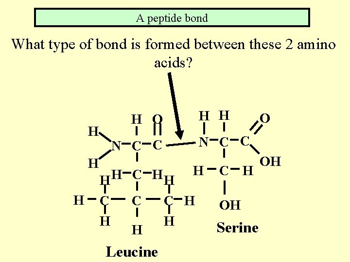 A peptide bond What type of bond is formed between these 2 amino acids?