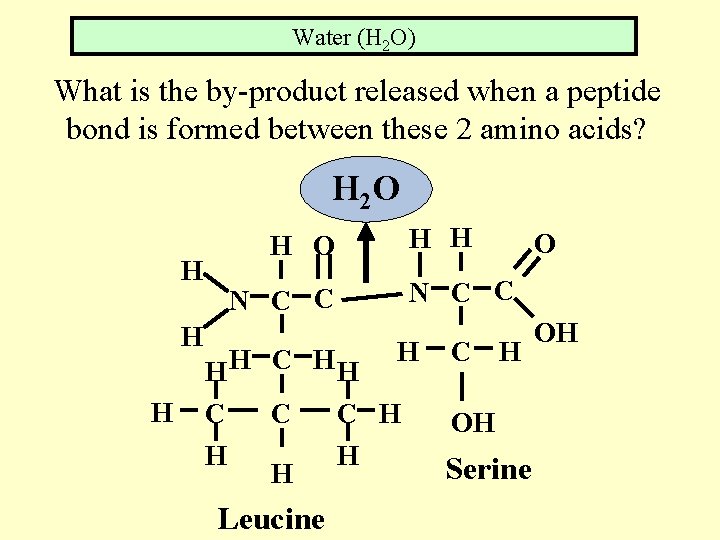 Water (H 2 O) What is the by-product released when a peptide bond is