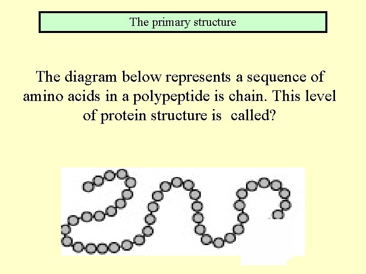 The primary structure The diagram below represents a sequence of amino acids in a