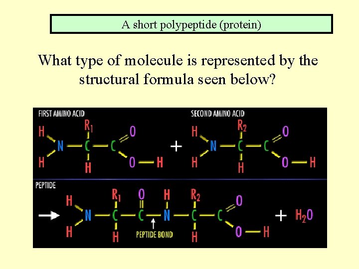 A short polypeptide (protein) What type of molecule is represented by the structural formula