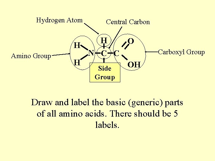 Hydrogen Atom H Amino Group H Central Carbon H O Carboxyl Group N C