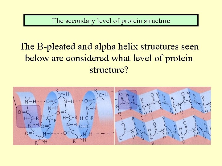 The secondary level of protein structure The B-pleated and alpha helix structures seen below