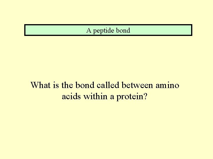 A peptide bond What is the bond called between amino acids within a protein?