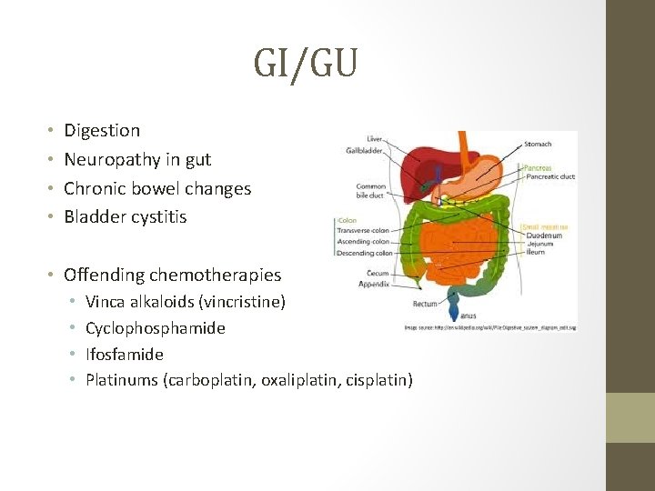 GI/GU • • Digestion Neuropathy in gut Chronic bowel changes Bladder cystitis • Offending