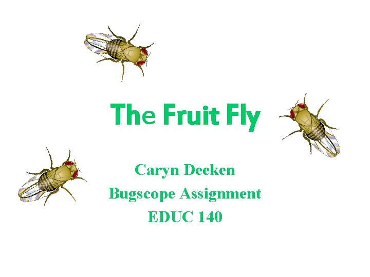 The Fruit Fly Caryn Deeken Bugscope Assignment EDUC 140 