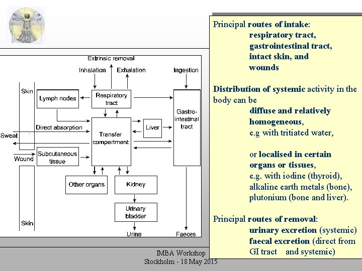 Biokinetic models Principal routes of intake: respiratory tract, Routes of intake gastrointestinal tract, intact