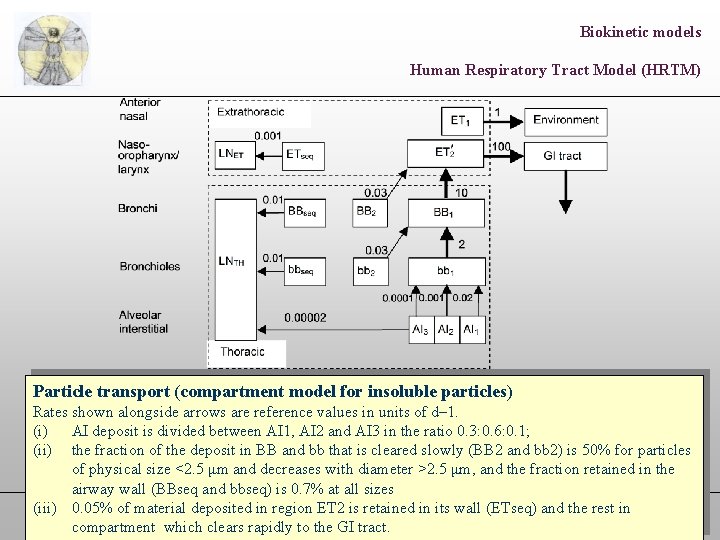 Biokinetic models Human Respiratory Tract Model (HRTM) Particle transport (compartment model for insoluble particles)