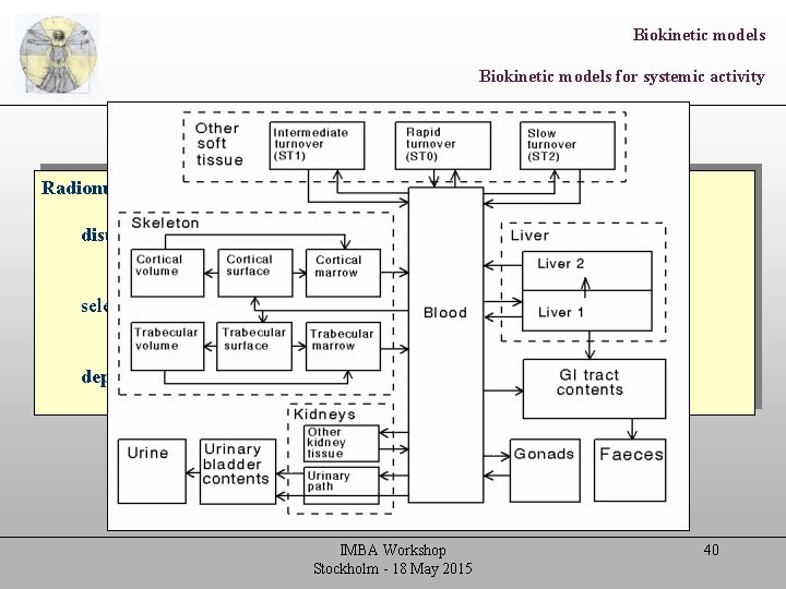 Biokinetic models for systemic activity Radionuclides entering the blood may distribute throughout the body