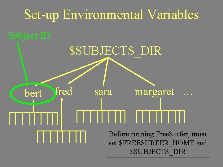 Set-up Environmental Variables Subject ID $SUBJECTS_DIR bert fred sara margaret … Before running Free.