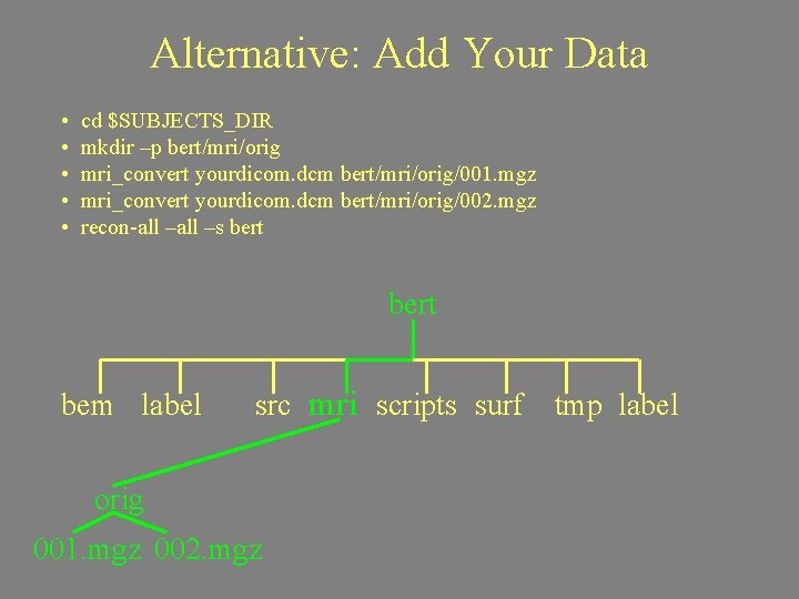 Alternative: Add Your Data • • • cd $SUBJECTS_DIR mkdir –p bert/mri/orig mri_convert yourdicom.