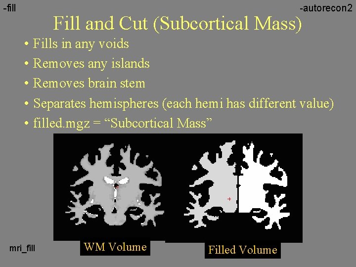 -fill -autorecon 2 Fill and Cut (Subcortical Mass) • Fills in any voids •