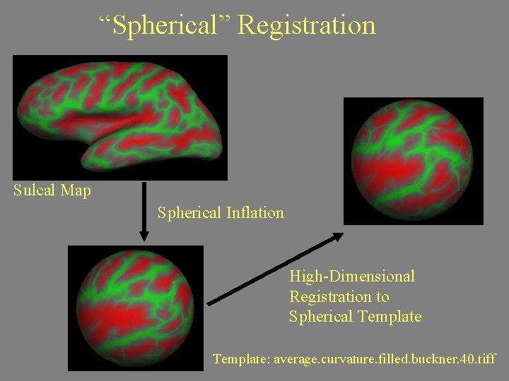 “Spherical” Registration Sulcal Map Spherical Inflation High-Dimensional Registration to Spherical Template: average. curvature. filled.