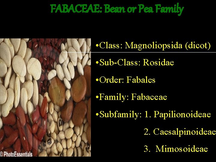 FABACEAE: Bean or Pea Family • Class: Magnoliopsida (dicot) • Sub-Class: Rosidae • Order: