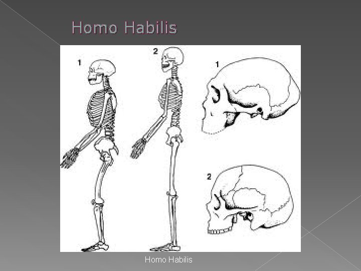 Homo Habilis Homo Habilis
