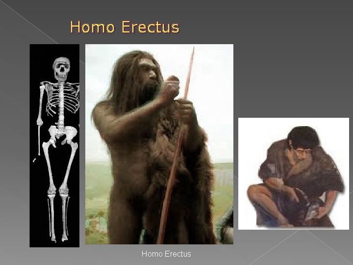 Homo Erectus Homo Erectus