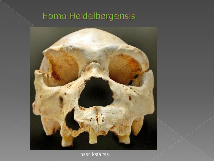Homo Heidelbergensis İnsan kafa tası Homo Heidelbergensis İnsan kafa tası