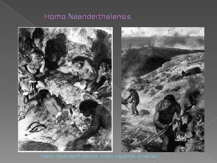 Homo Neanderthalensis insan yaşantısı örnekleri Homo Neanderthalensis insan yaşantısı örnekleri