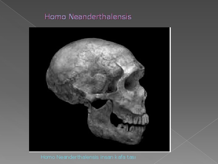Homo Neanderthalensis insan kafa tası Homo Neanderthalensis insan kafa tası