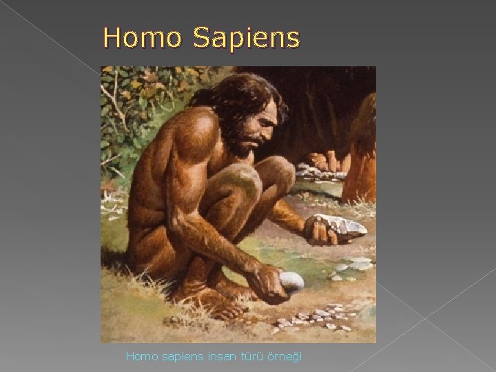 Homo Sapiens Homo sapiens insan türü örneği Homo Sapiens Homo sapiens insan türü örneği