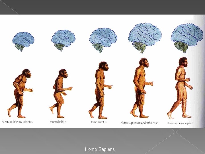 Homo Sapiens Homo Sapiens