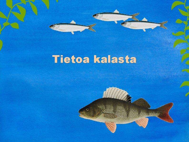 Tietoa kalasta 