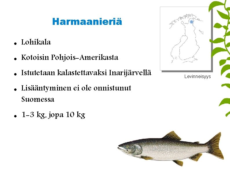 Harmaanieriä Lohikala Kotoisin Pohjois-Amerikasta Istutetaan kalastettavaksi Inarijärvellä Lisääntyminen ei ole onnistunut Suomessa 1 -3