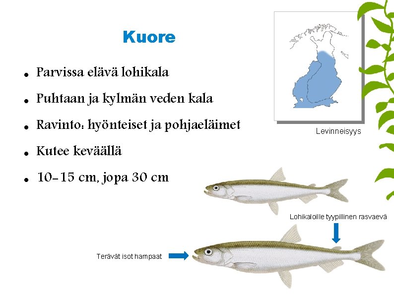 Kuore Parvissa elävä lohikala Puhtaan ja kylmän veden kala Ravinto: hyönteiset ja pohjaeläimet Kutee