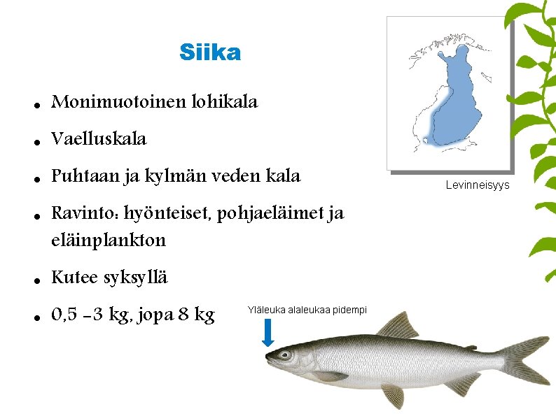 Siika Monimuotoinen lohikala Vaelluskala Puhtaan ja kylmän veden kala Ravinto: hyönteiset, pohjaeläimet ja eläinplankton