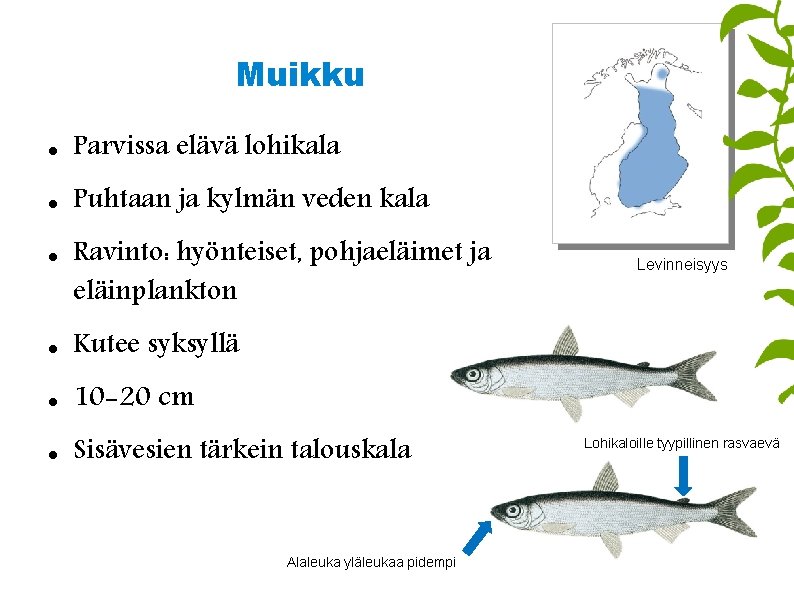 Muikku Parvissa elävä lohikala Puhtaan ja kylmän veden kala Ravinto: hyönteiset, pohjaeläimet ja eläinplankton