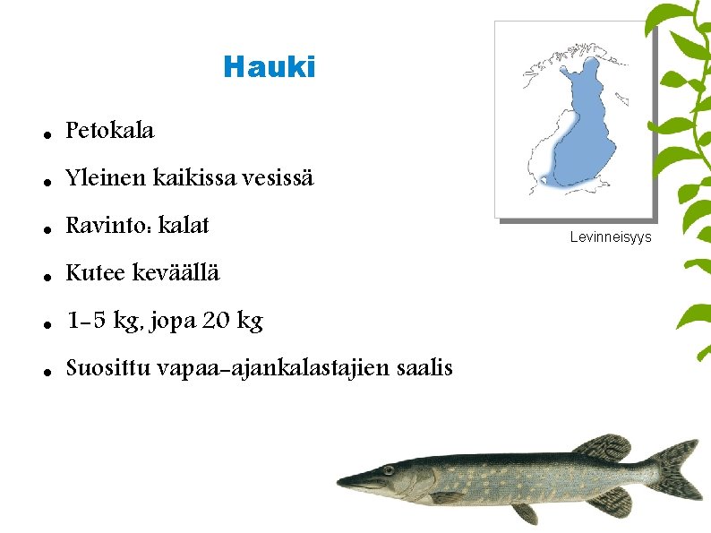 Hauki Petokala Yleinen kaikissa vesissä Ravinto: kalat Kutee keväällä 1 -5 kg, jopa 20
