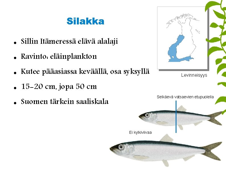 Silakka Sillin Itämeressä elävä alalaji Ravinto: eläinplankton Kutee pääasiassa keväällä, osa syksyllä 15 -20