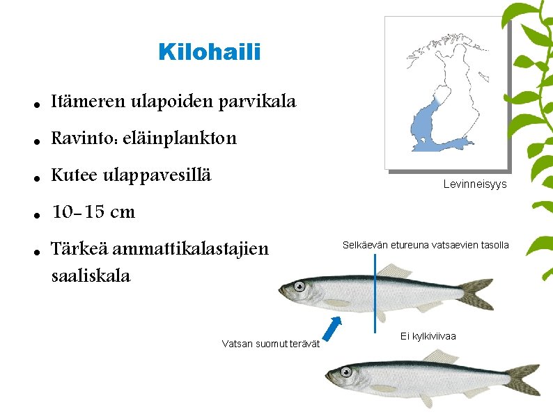 Kilohaili Itämeren ulapoiden parvikala Ravinto: eläinplankton Kutee ulappavesillä 10 -15 cm Levinneisyys Tärkeä ammattikalastajien