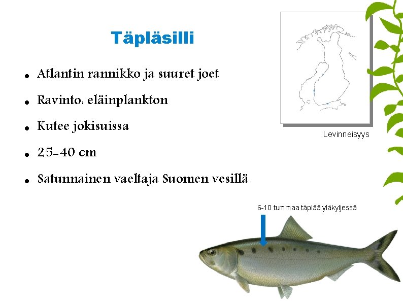 Täpläsilli Atlantin rannikko ja suuret joet Ravinto: eläinplankton Kutee jokisuissa 25 -40 cm Satunnainen