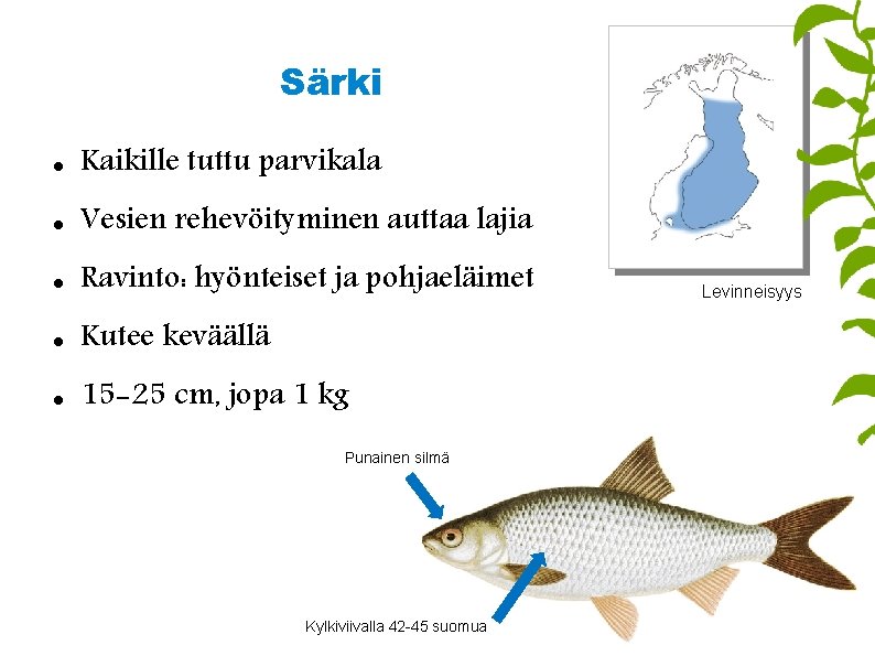 Särki Kaikille tuttu parvikala Vesien rehevöityminen auttaa lajia Ravinto: hyönteiset ja pohjaeläimet Kutee keväällä