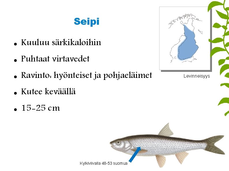 Seipi Kuuluu särkikaloihin Puhtaat virtavedet Ravinto: hyönteiset ja pohjaeläimet Kutee keväällä 15 -25 cm