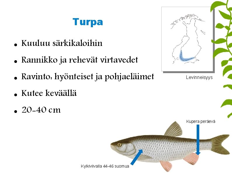 Turpa Kuuluu särkikaloihin Rannikko ja rehevät virtavedet Ravinto: hyönteiset ja pohjaeläimet Kutee keväällä 20