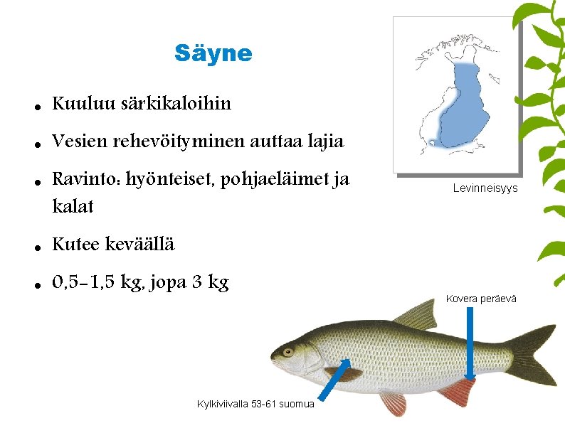 Säyne Kuuluu särkikaloihin Vesien rehevöityminen auttaa lajia Ravinto: hyönteiset, pohjaeläimet ja kalat Kutee keväällä