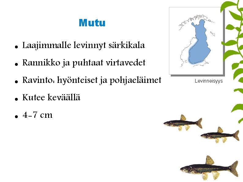 Mutu Laajimmalle levinnyt särkikala Rannikko ja puhtaat virtavedet Ravinto: hyönteiset ja pohjaeläimet Kutee keväällä