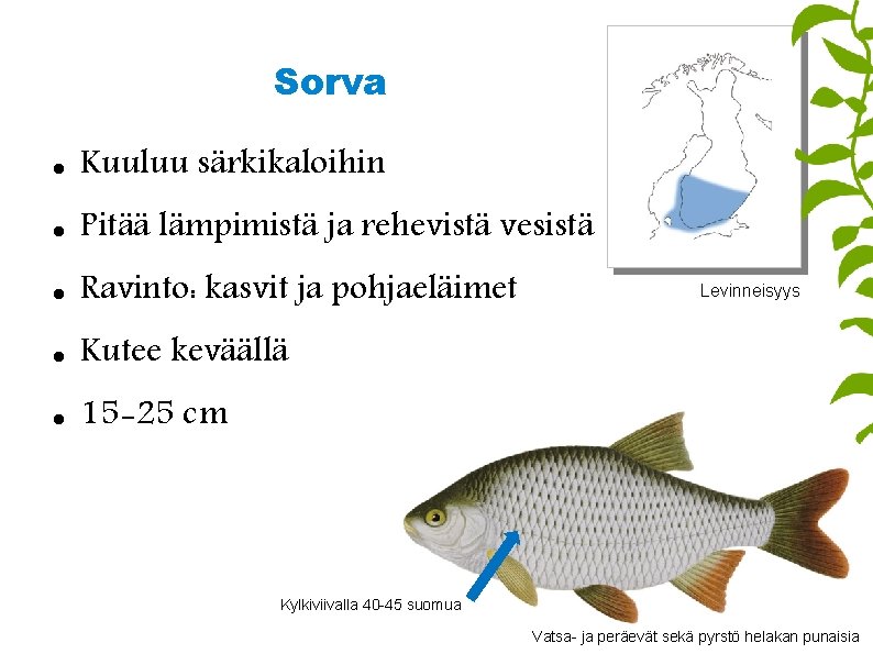 Sorva Kuuluu särkikaloihin Pitää lämpimistä ja rehevistä vesistä Ravinto: kasvit ja pohjaeläimet Kutee keväällä