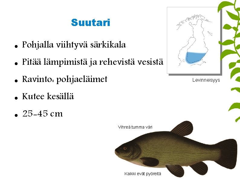 Suutari Pohjalla viihtyvä särkikala Pitää lämpimistä ja rehevistä vesistä Ravinto: pohjaeläimet Kutee kesällä 25