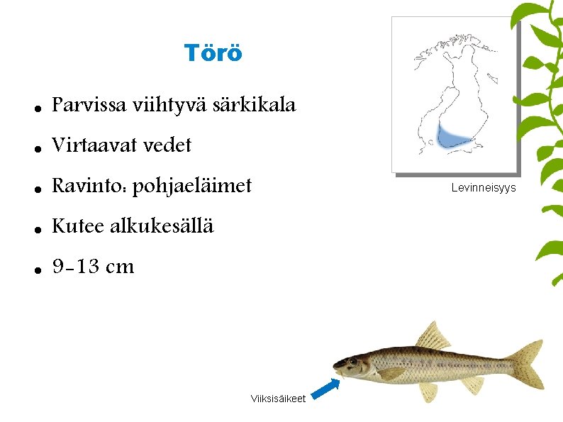 Törö Parvissa viihtyvä särkikala Virtaavat vedet Ravinto: pohjaeläimet Kutee alkukesällä 9 -13 cm Viiksisäikeet