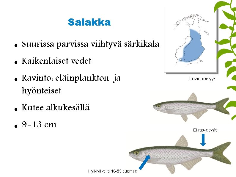 Salakka Suurissa parvissa viihtyvä särkikala Kaikenlaiset vedet Ravinto: eläinplankton ja hyönteiset Kutee alkukesällä 9