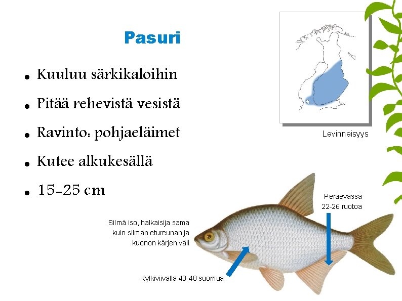 Pasuri Kuuluu särkikaloihin Pitää rehevistä vesistä Ravinto: pohjaeläimet Kutee alkukesällä 15 -25 cm Levinneisyys